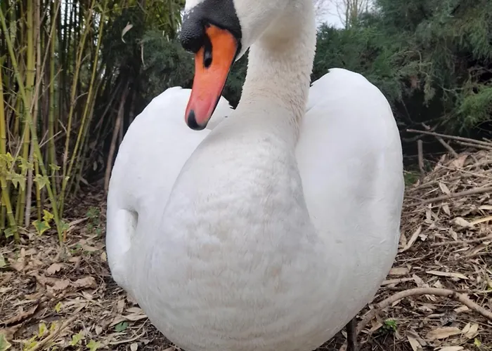 فندق مبيت وإفطار Dei Cigni Reali 3*