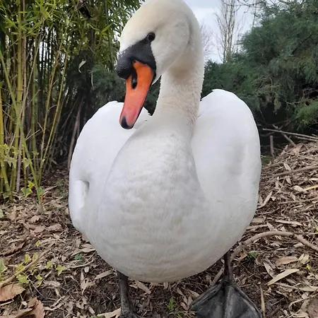 ベッド・アンド・ブレックファスト Dei Cigni Reali 3*